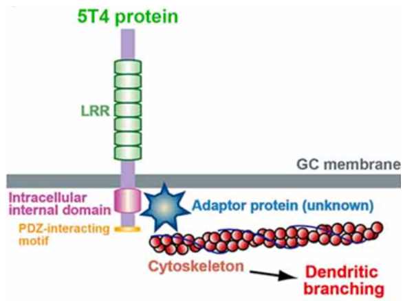 5T4 (TPBG) 藥靶篩選模型