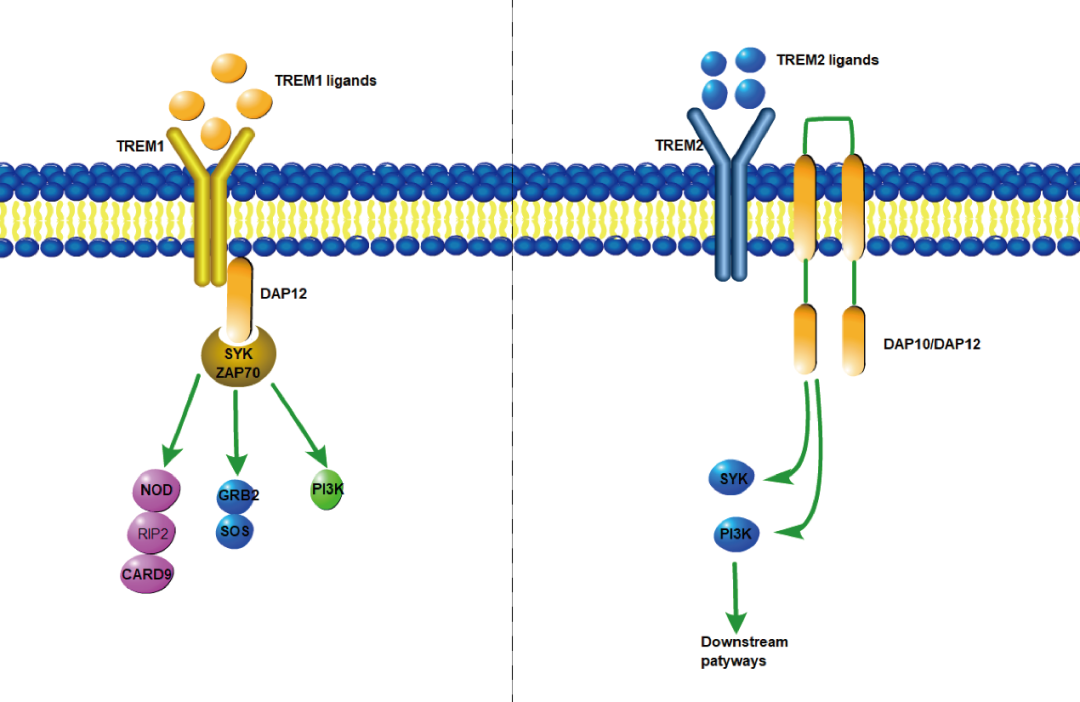 阿爾茨海默癥？癌癥？-靶點(diǎn)TREM