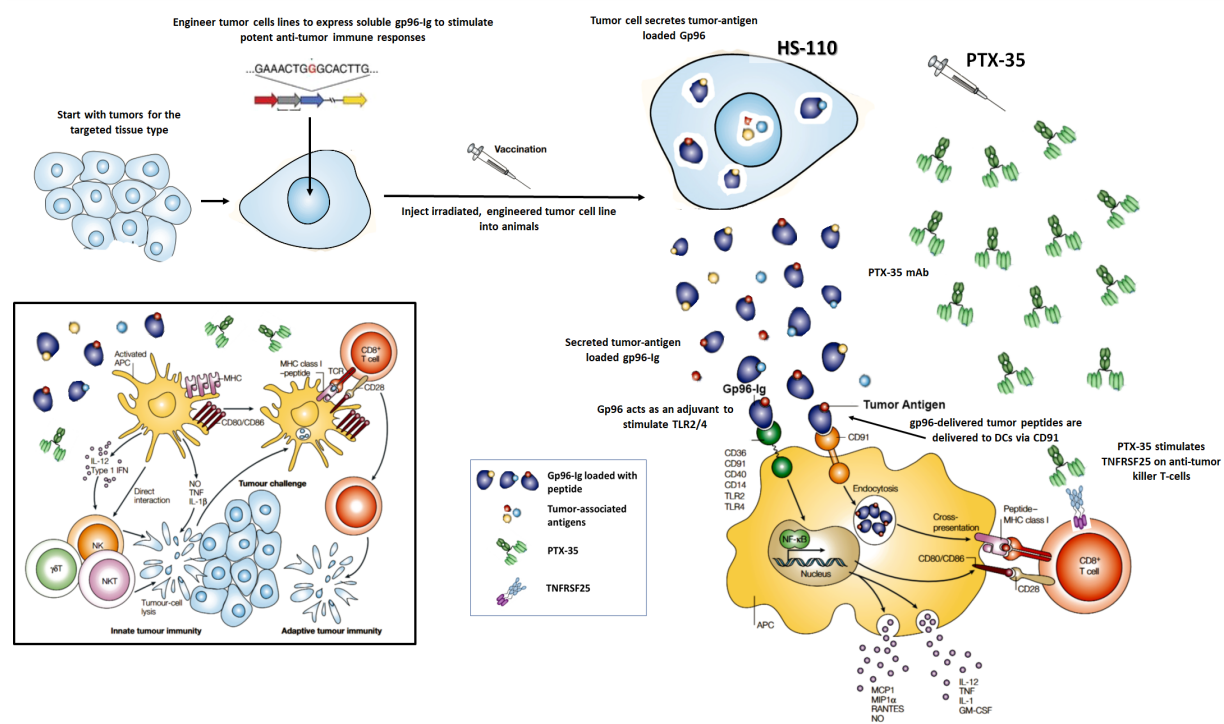 TL1A/DR3細胞篩選模型