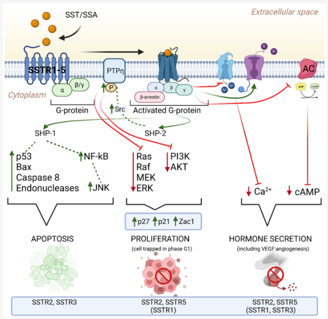 SSTR2細胞篩選模型